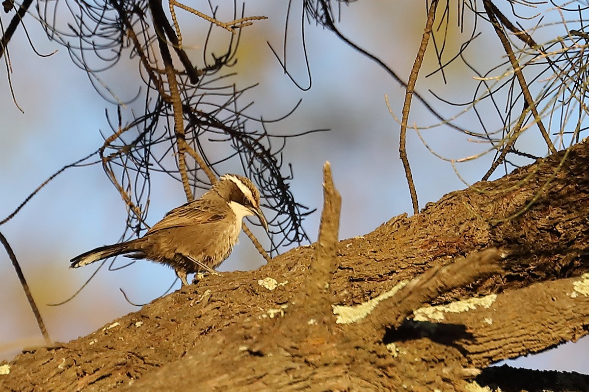 White-browed Babbler - ML621967643