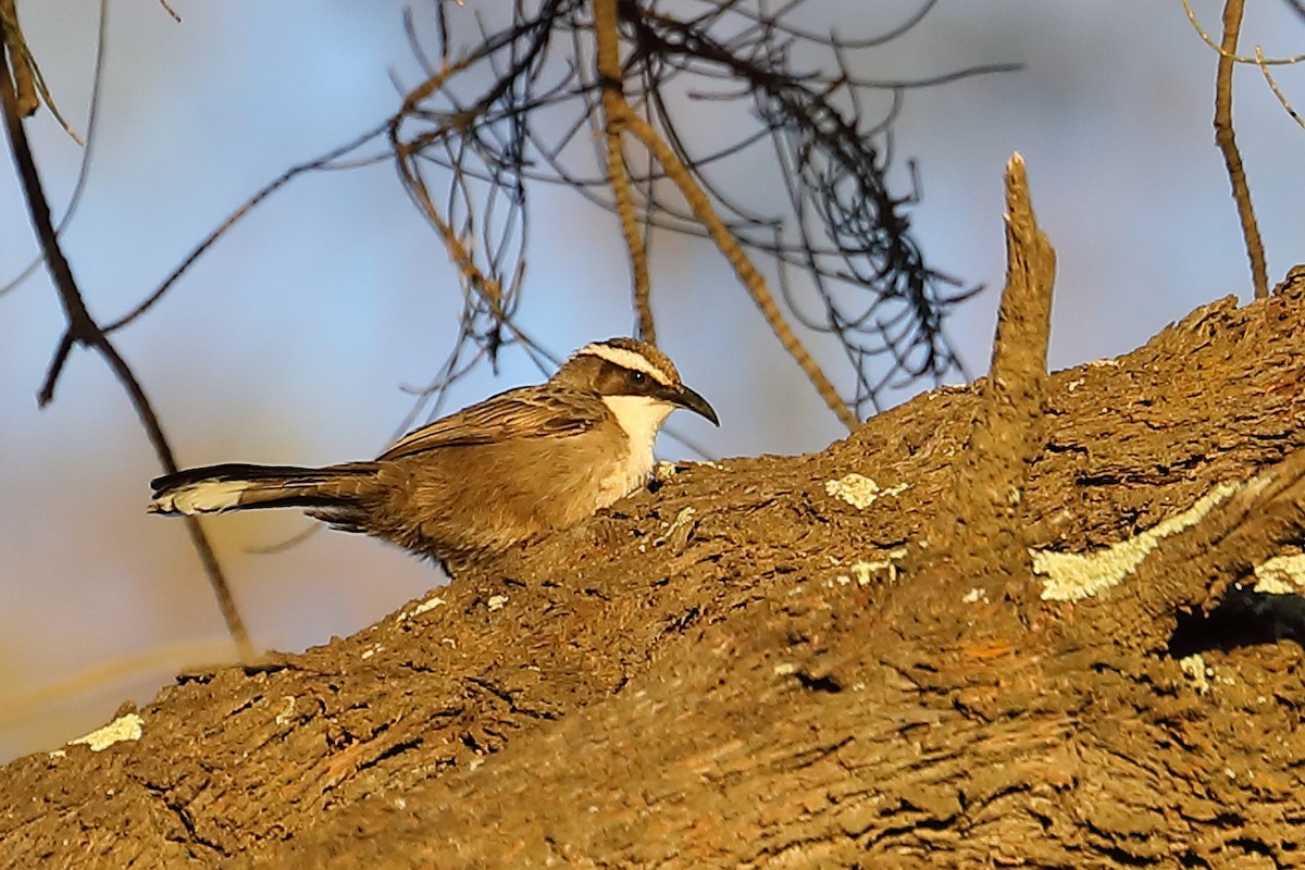 White-browed Babbler - ML621967644