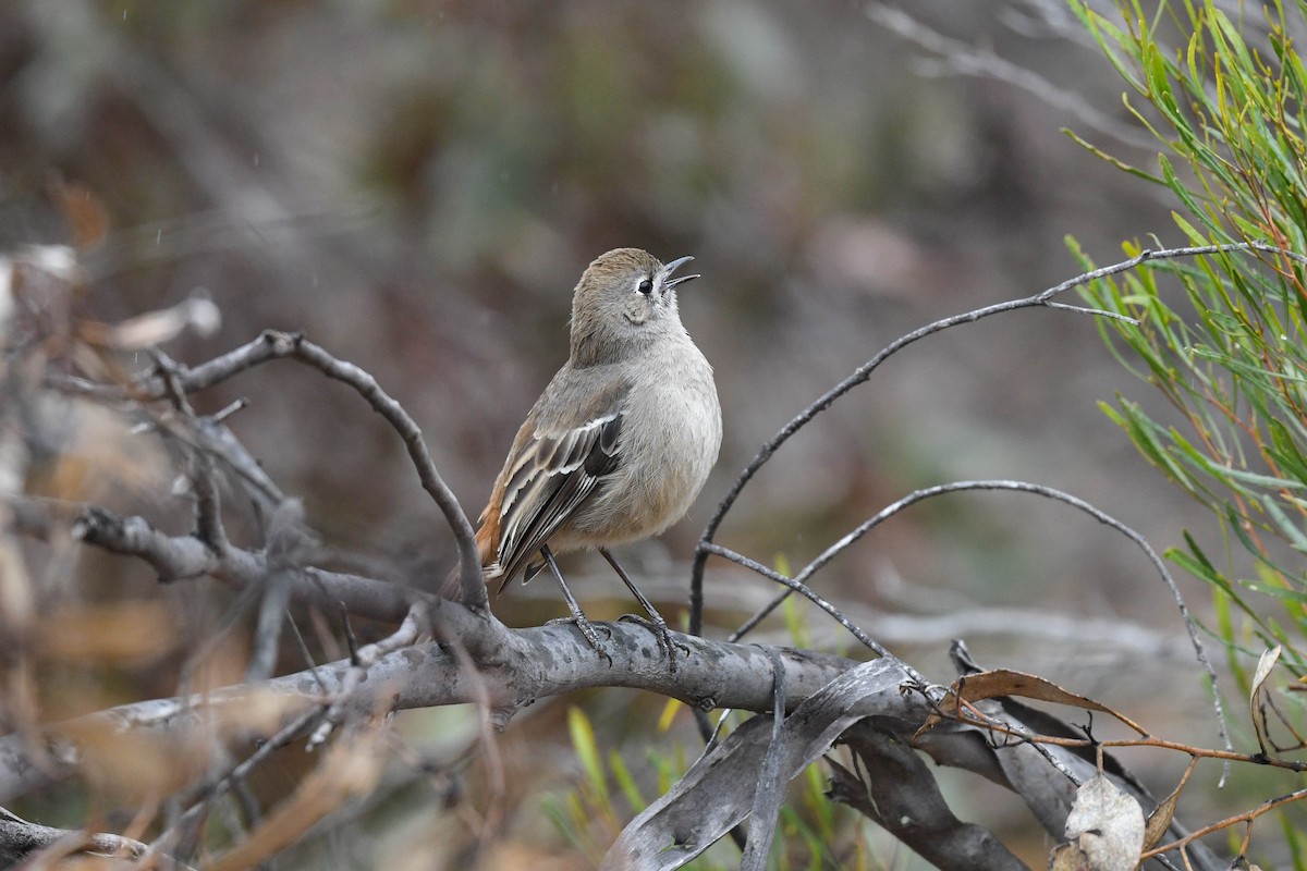 Southern Scrub-Robin - ML621967678