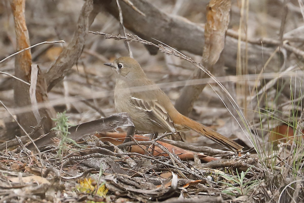 Southern Scrub-Robin - ML621967709