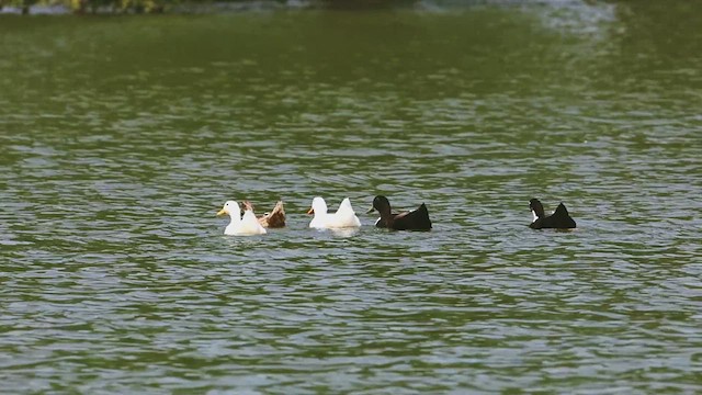 Mallard (Domestic type) - ML621967775