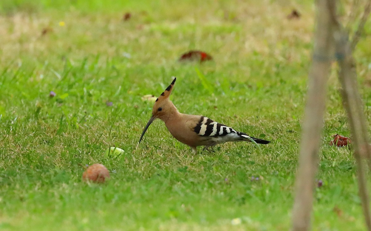 Eurasian Hoopoe (Eurasian) - Yannick FRANCOIS