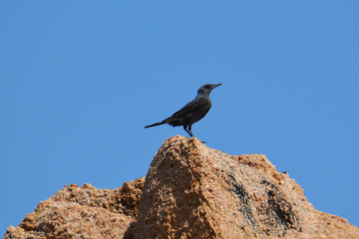 Blue Rock-Thrush - Remco Steggerda