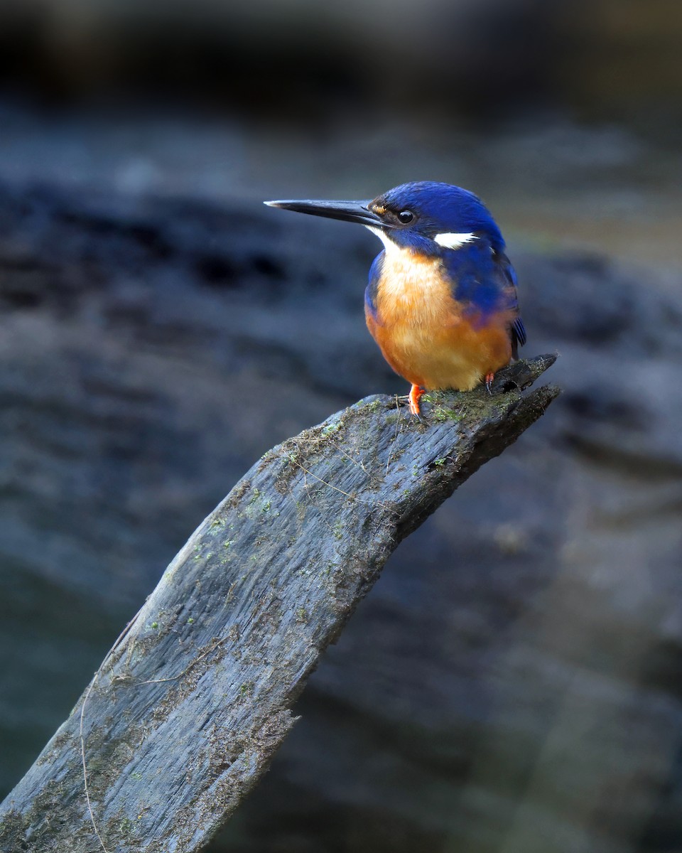 Azure Kingfisher - ML621967849