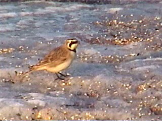 Horned Lark - ML621967854