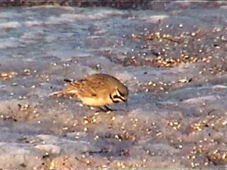 Horned Lark - ML621967855