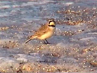 Horned Lark - ML621967856