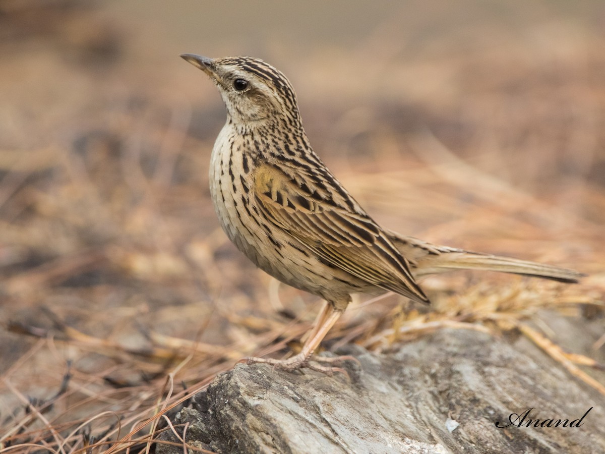 Upland Pipit - ML621967884