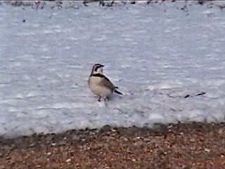 Horned Lark - ML621967885