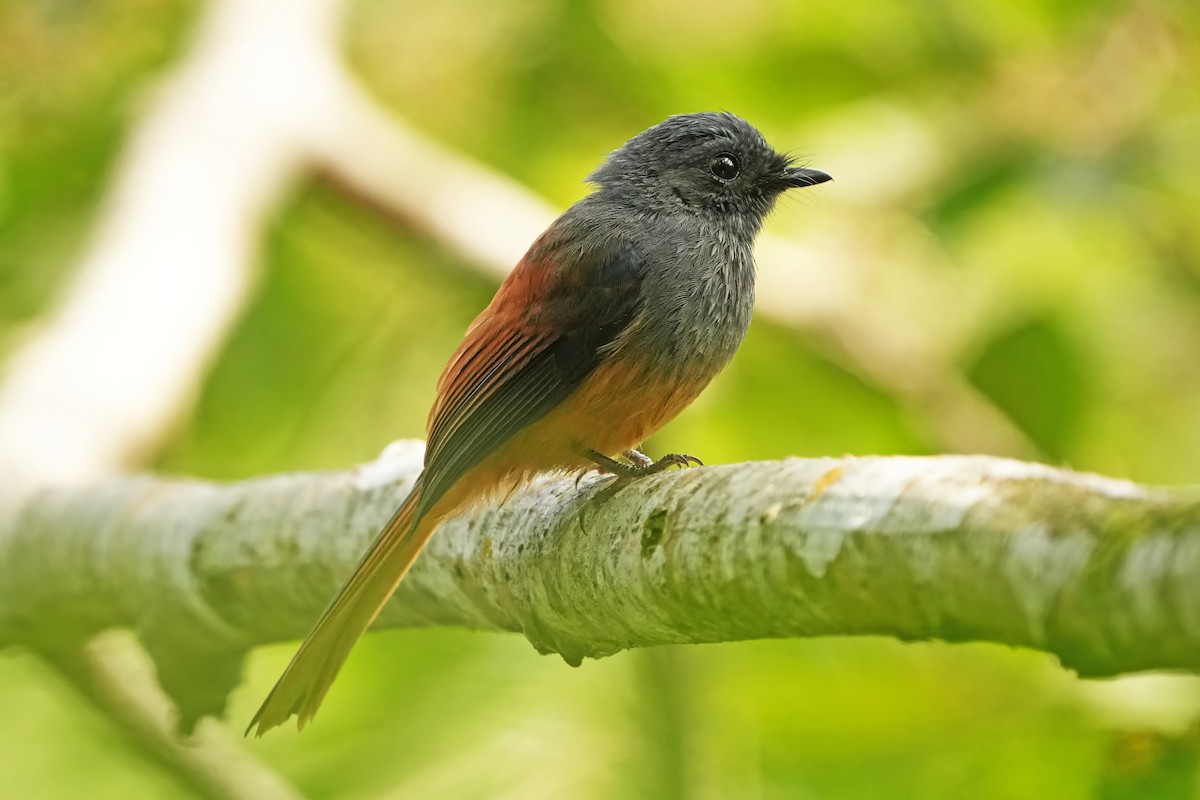 Blue-headed Fantail - Roberto Yniguez