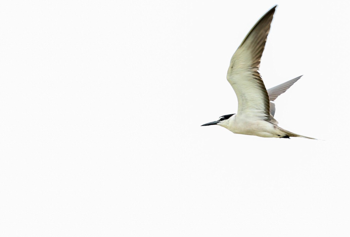 Bridled Tern - ML621967893