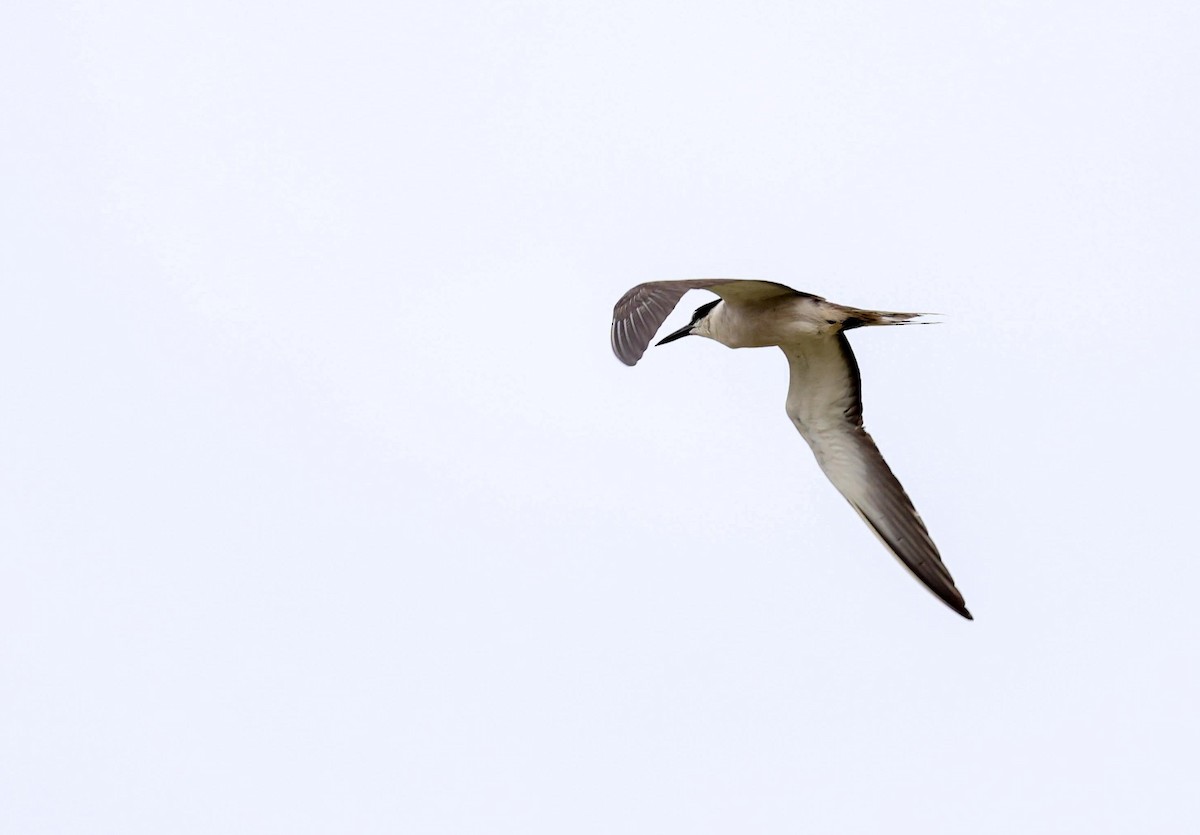 Bridled Tern - ML621967894