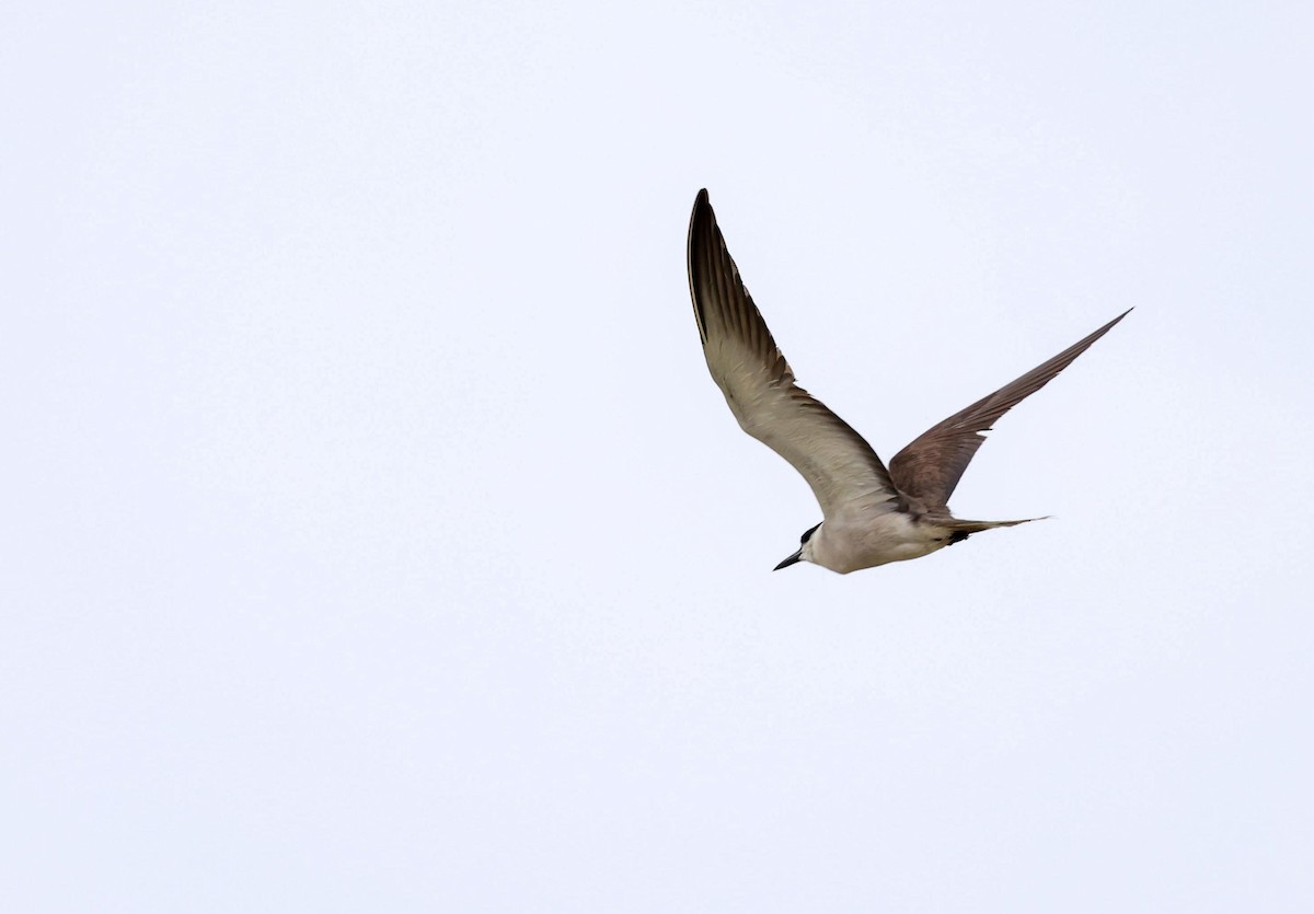 Bridled Tern - ML621967895