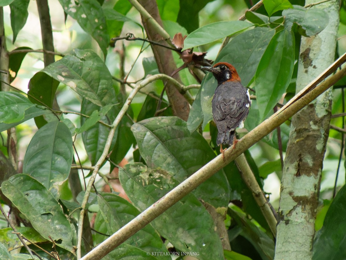 Chestnut-capped Thrush - ML621967905