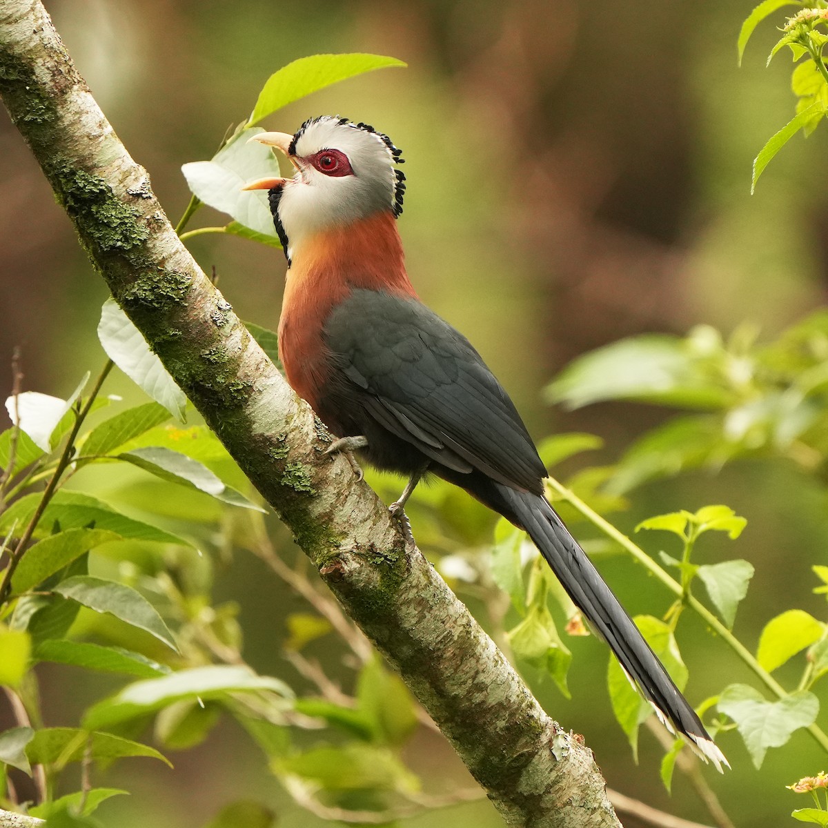 Scale-feathered Malkoha - ML621967926