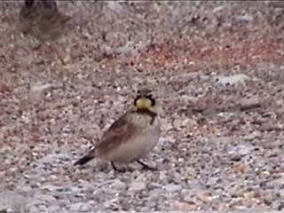 Horned Lark - ML621967947