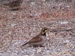 Horned Lark - ML621967948