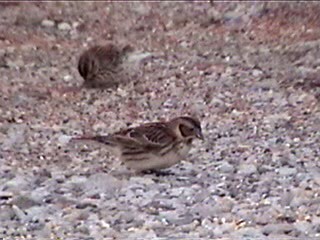 Lapland Longspur - ML621967951