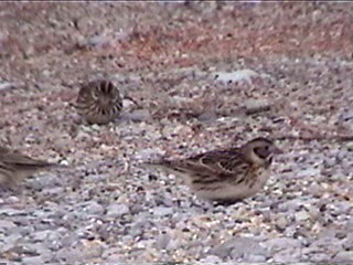 Lapland Longspur - ML621967952