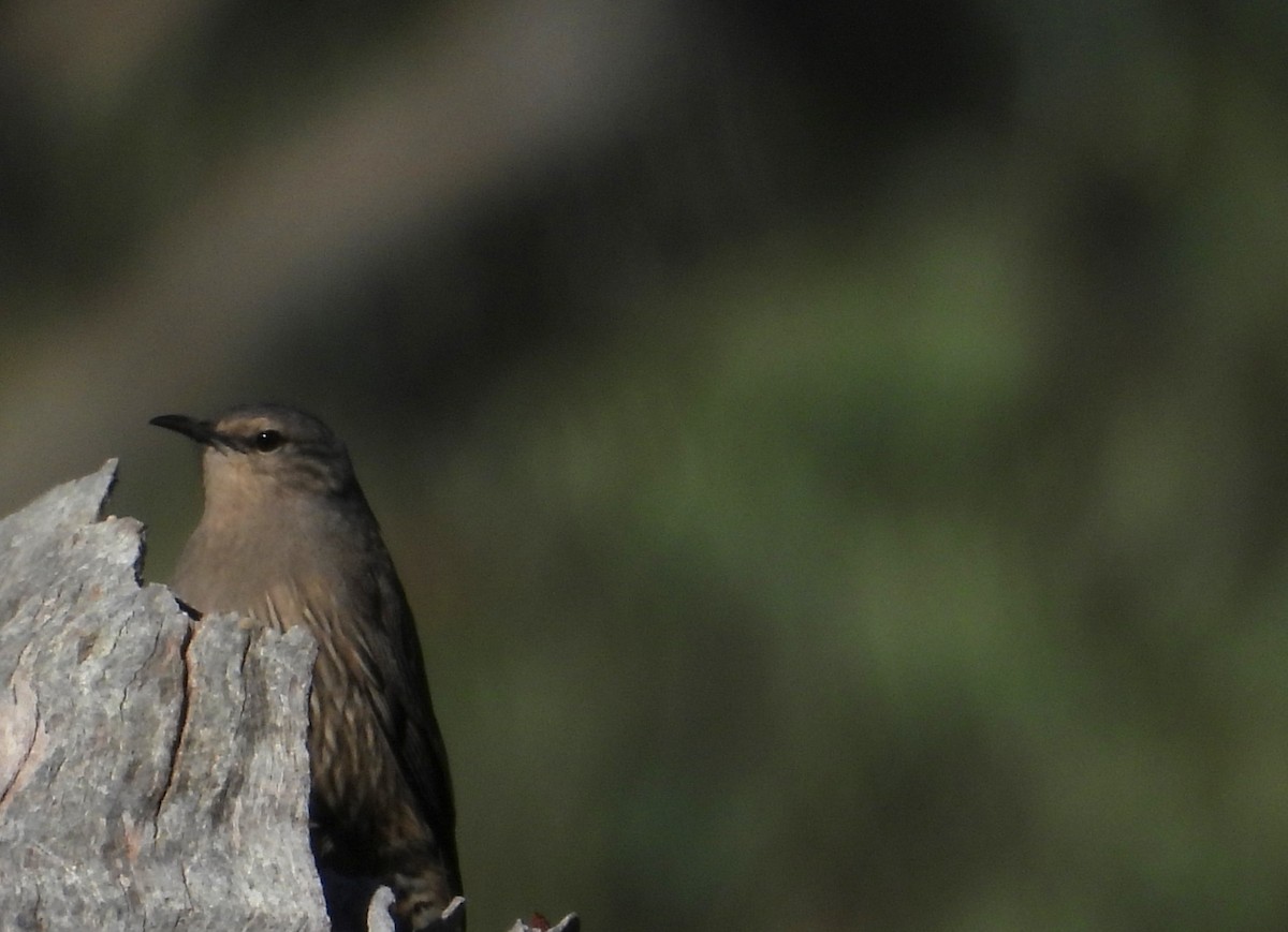 Brown Treecreeper - ML621968021