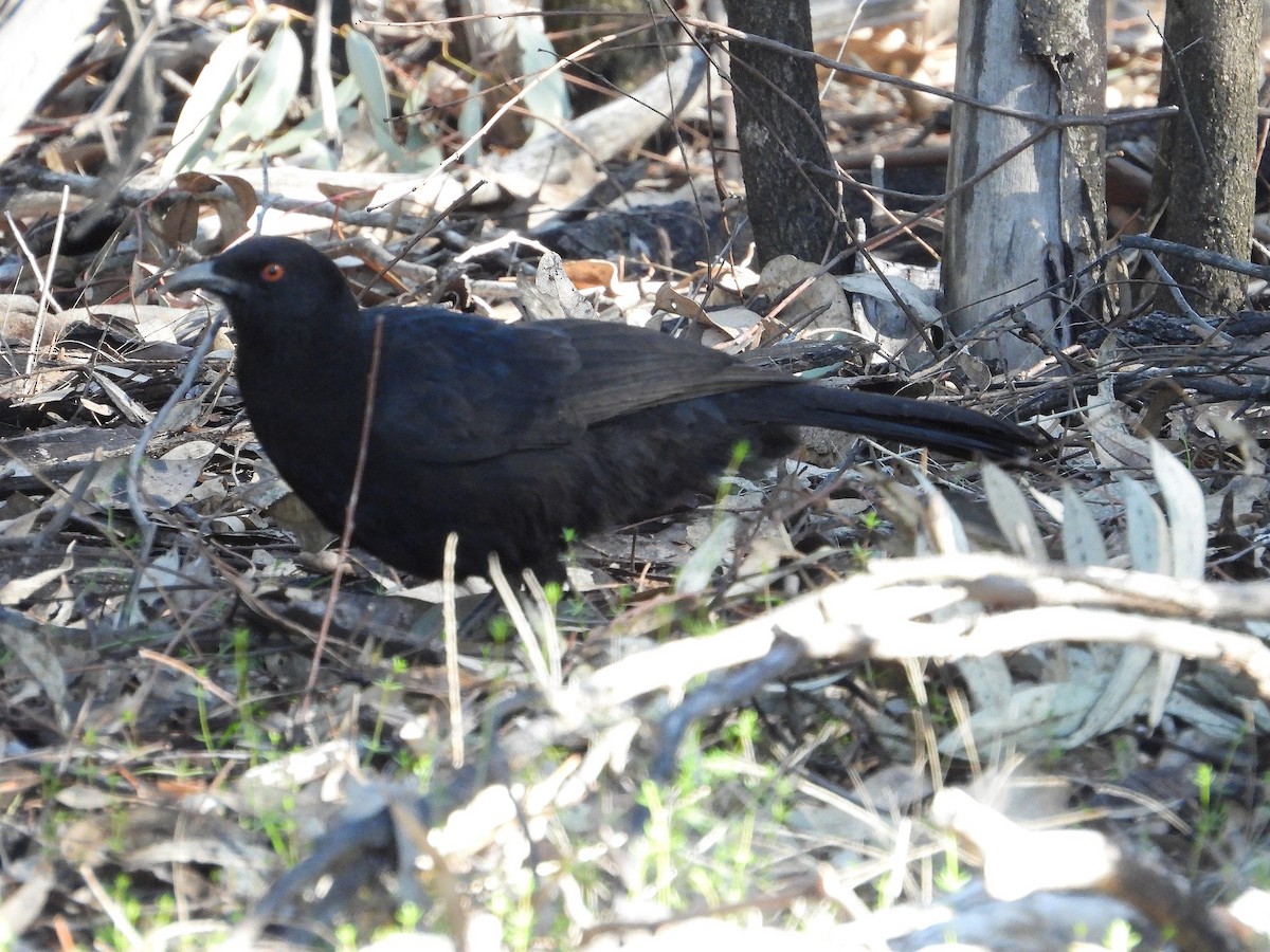 White-winged Chough - ML621968024