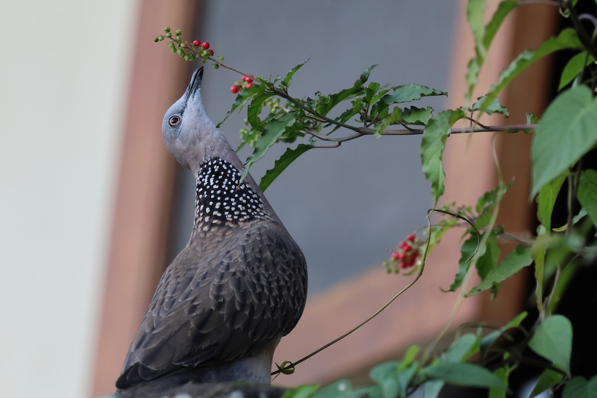 珠頸斑鳩(chinensis/tigrina) - ML621968063