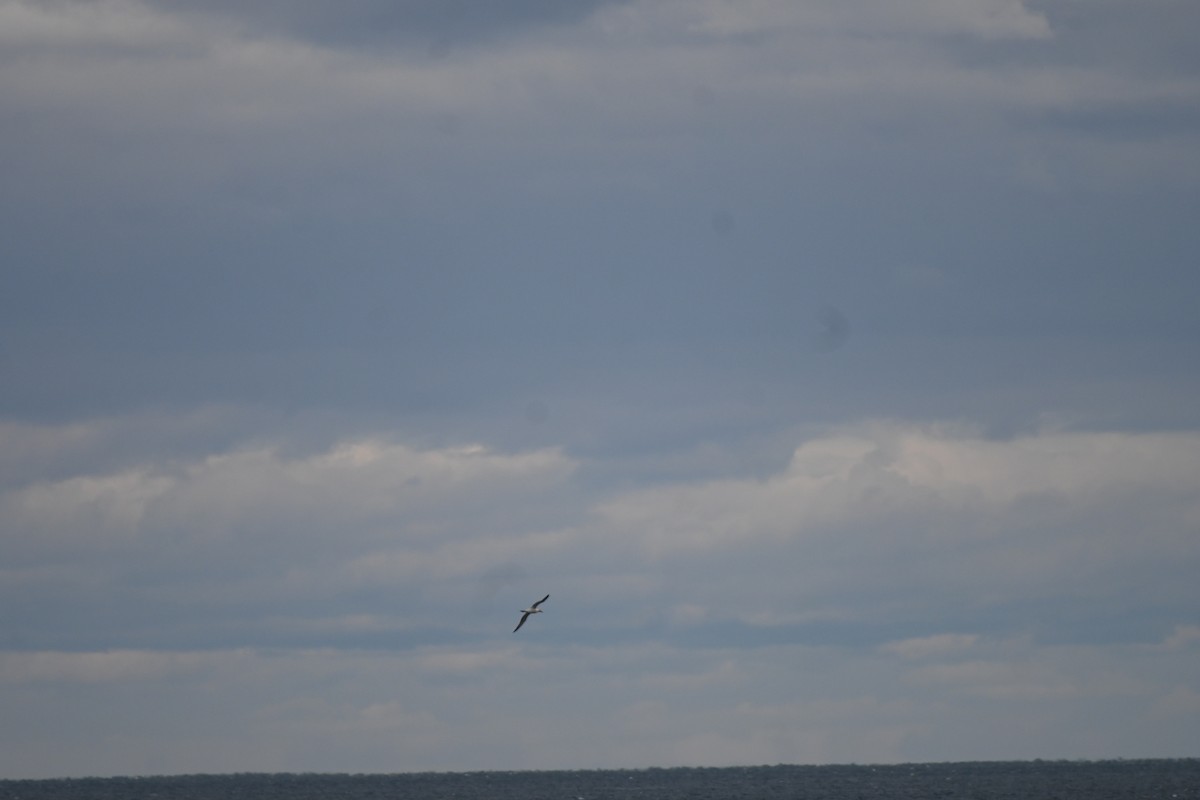Australasian Gannet - ML621968074