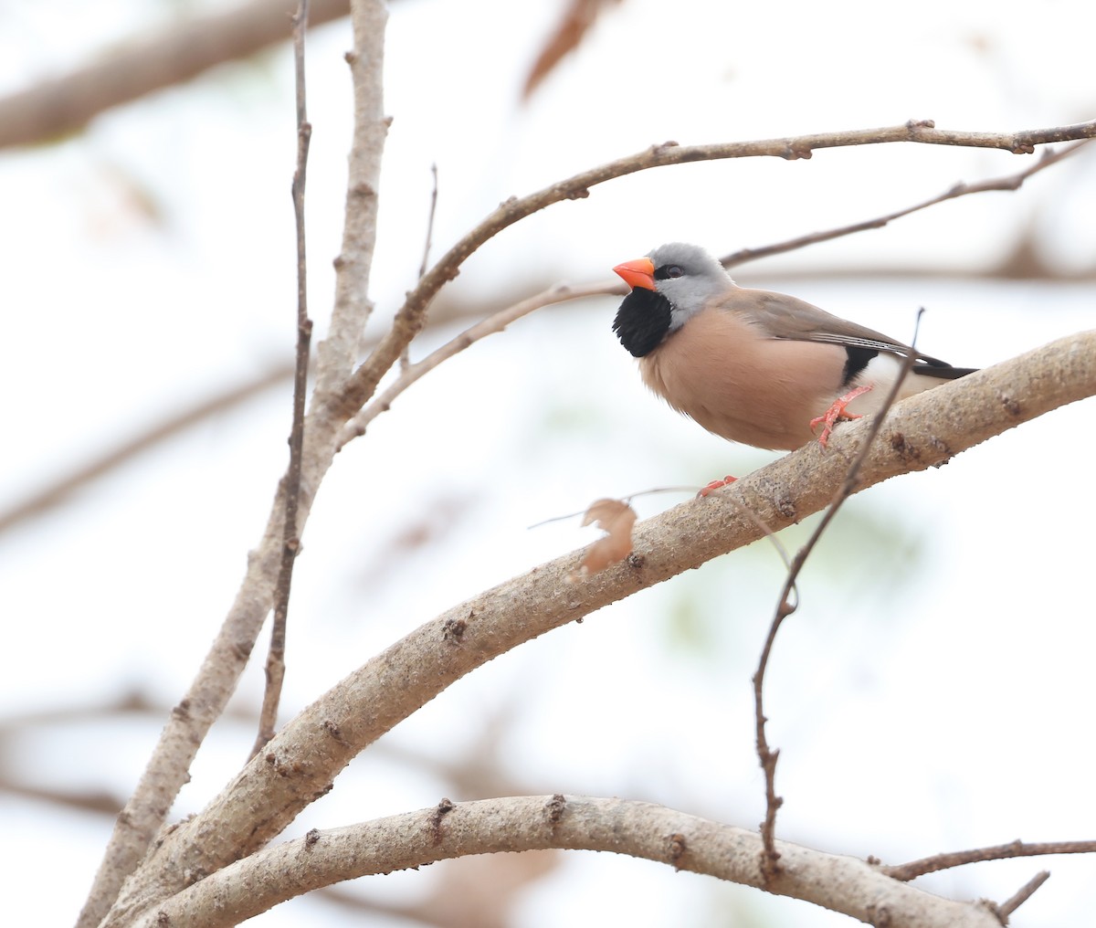 Long-tailed Finch - ML621968102