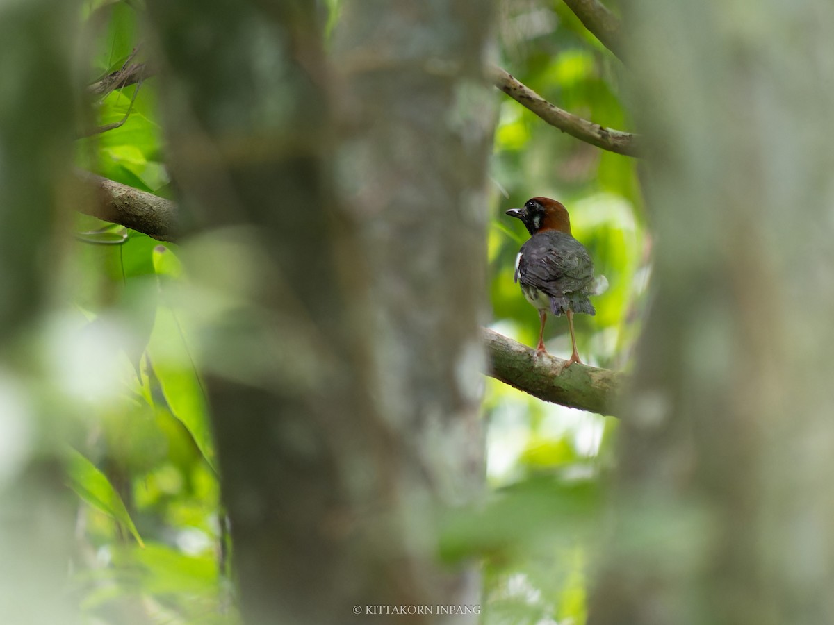 Chestnut-capped Thrush - ML621968105