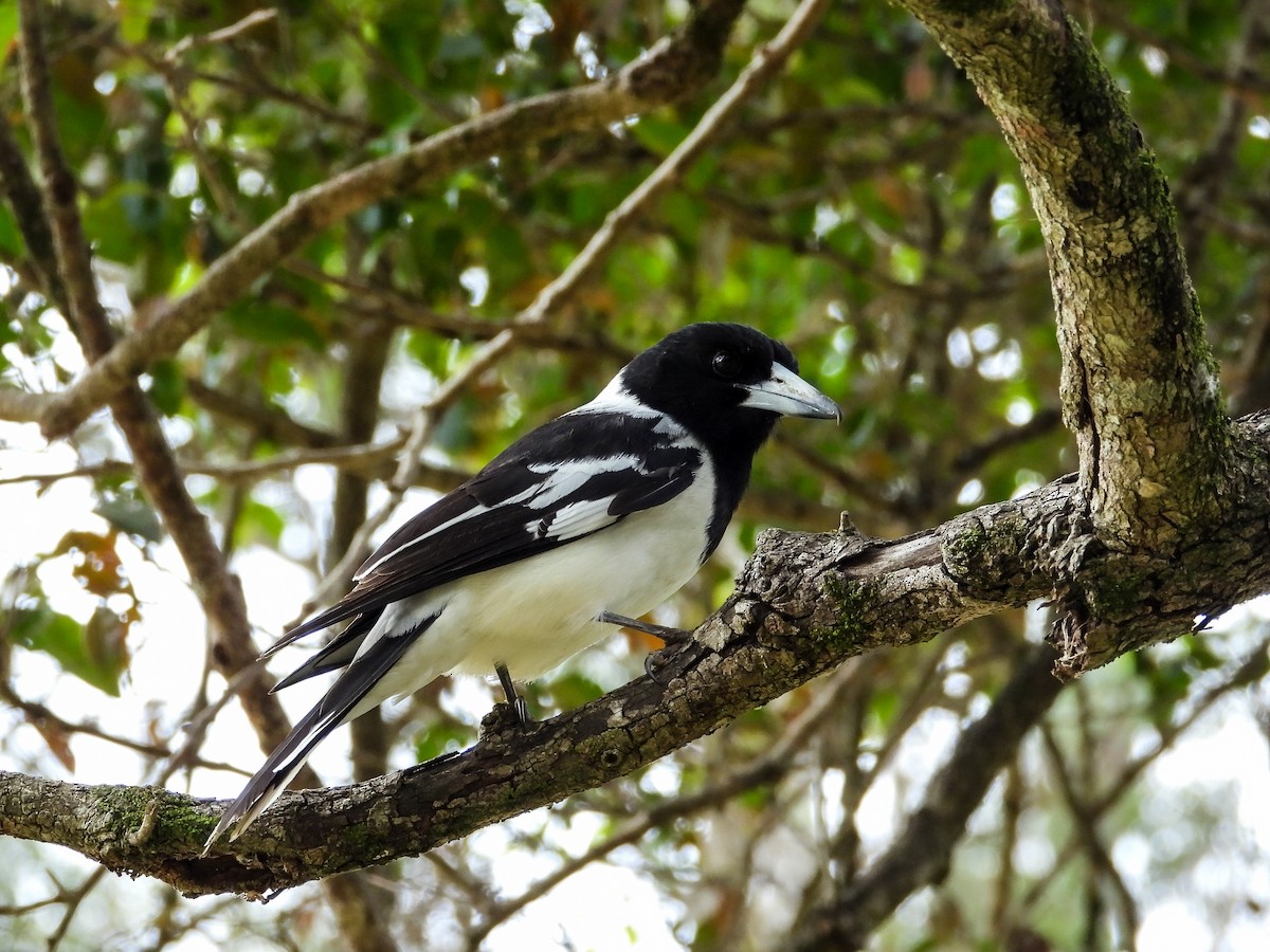 Pied Butcherbird - ML621968240