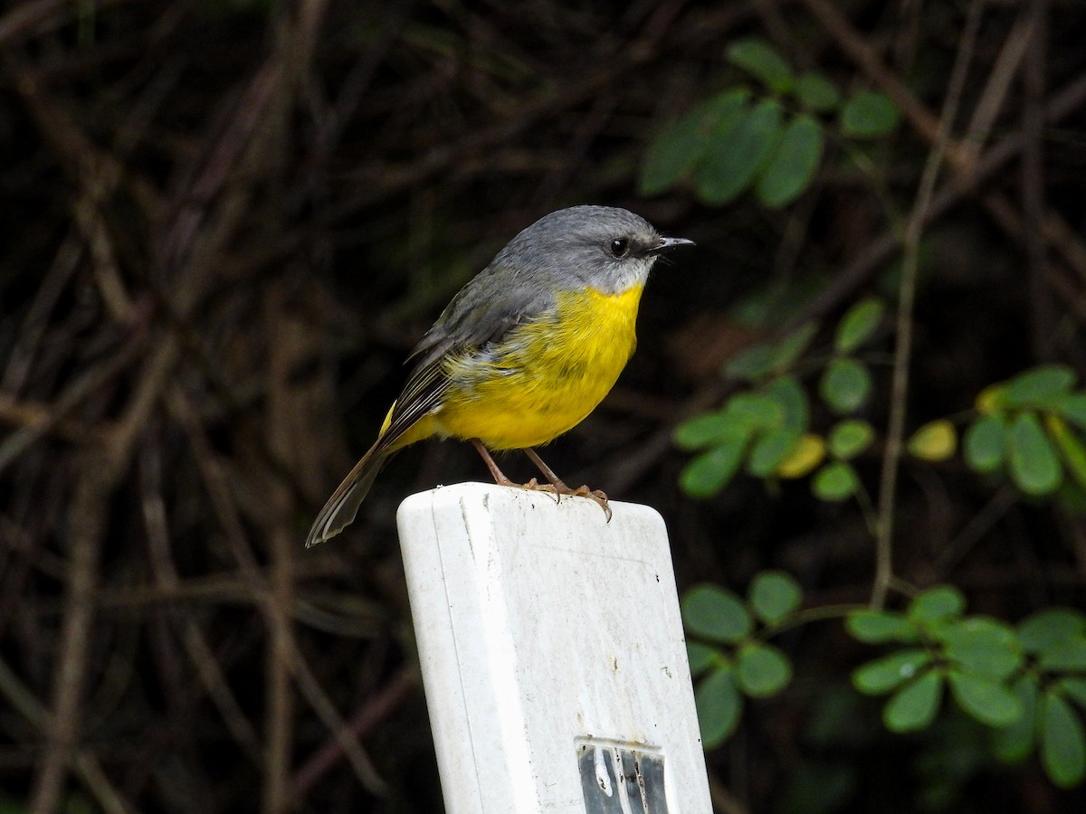 Eastern Yellow Robin - ML621968270