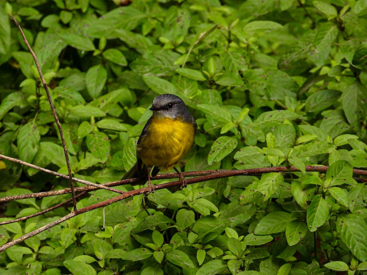Eastern Yellow Robin - ML621968271