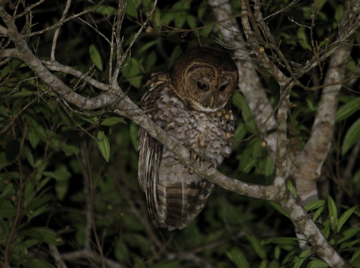 Rusty-barred Owl - ML621968314