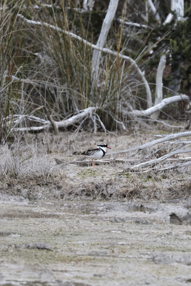 Black-fronted Dotterel - ML621968408