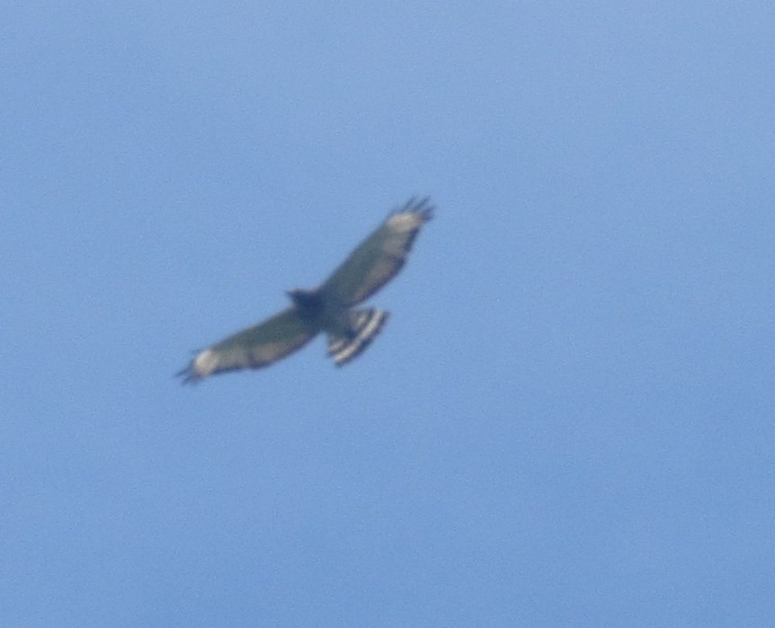 Broad-winged Hawk - Finn Etter