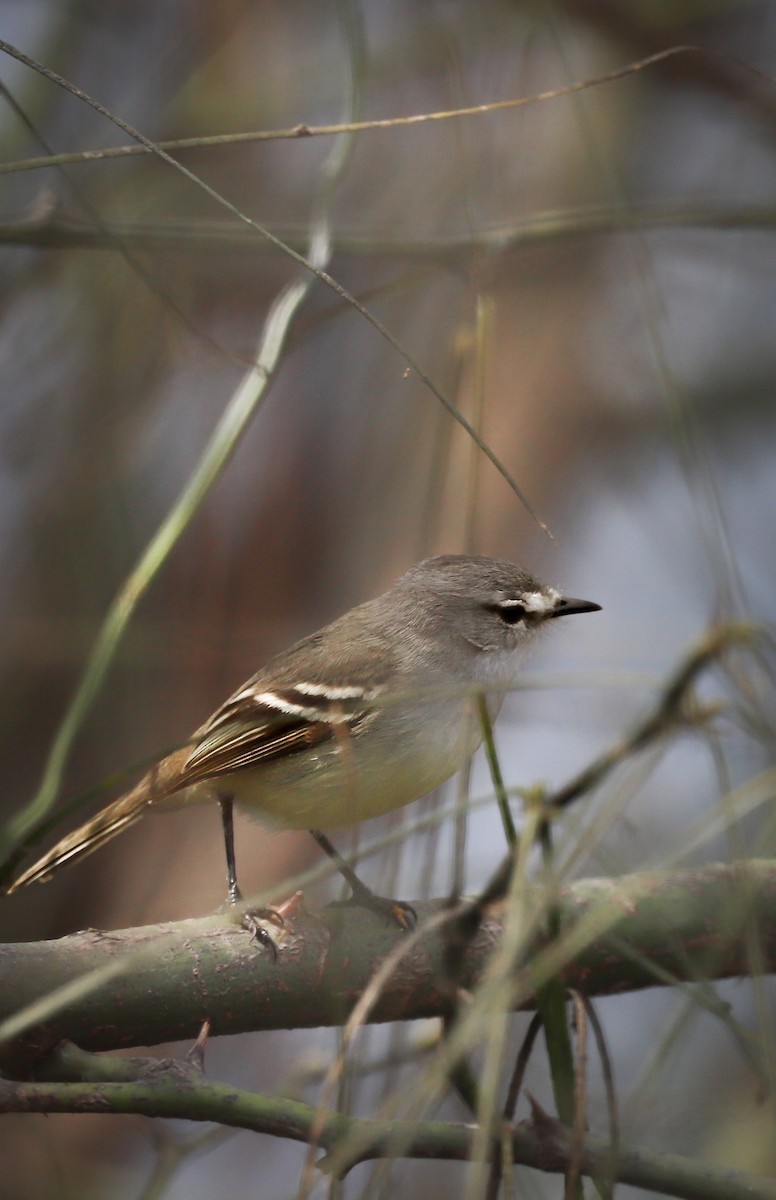 Straneck's Tyrannulet - Natalia Ruscitti