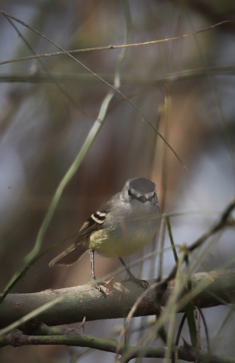 Straneck's Tyrannulet - ML621968451