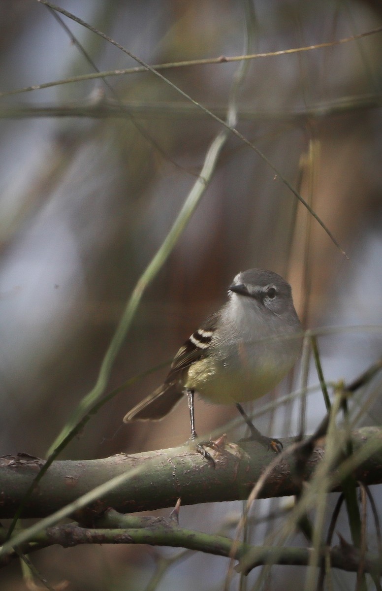 Straneck's Tyrannulet - ML621968452