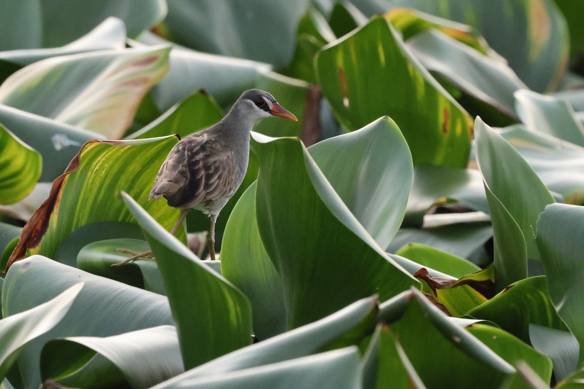 White-browed Crake - ML621968462