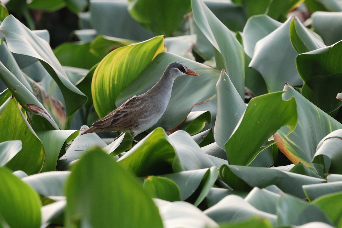 White-browed Crake - ML621968463