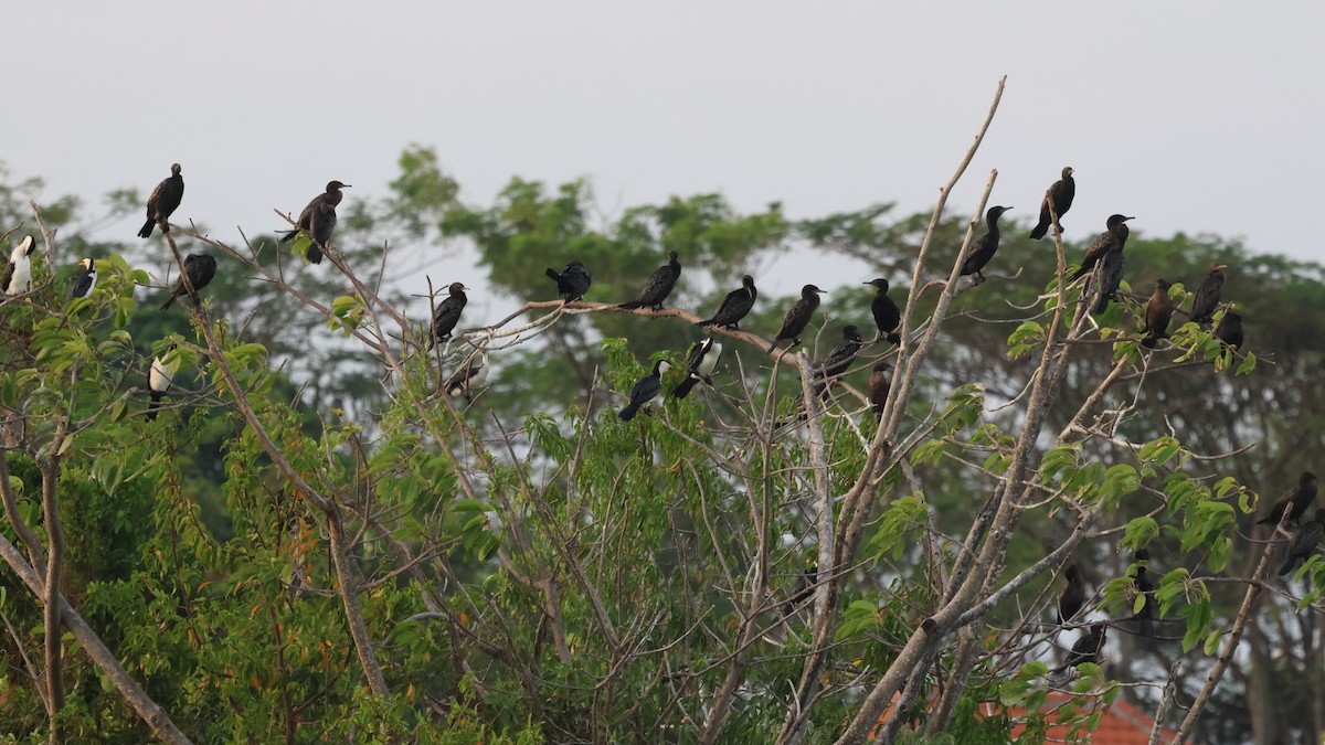 Little Black Cormorant - ML621968479