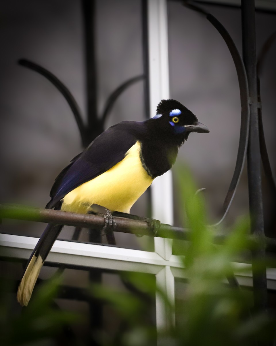 Plush-crested Jay - Natalia Ruscitti