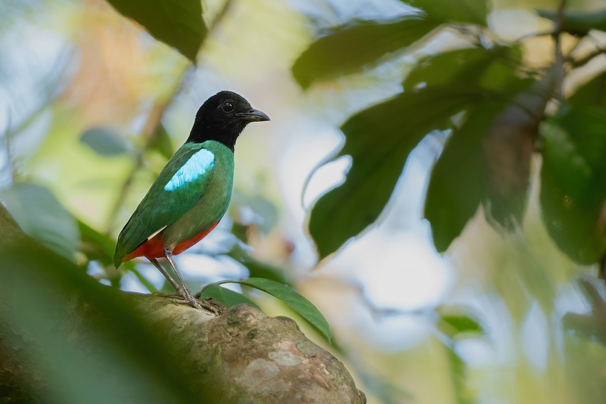 Western Hooded Pitta - Yeray Seminario