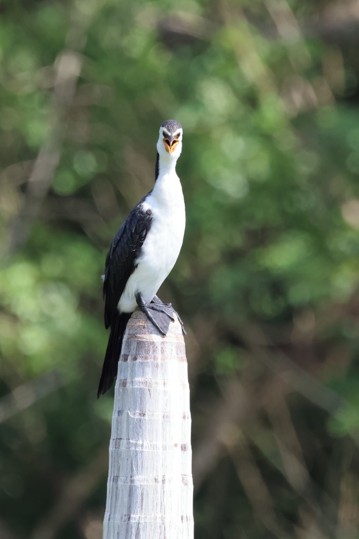 Little Pied Cormorant - ML621968619