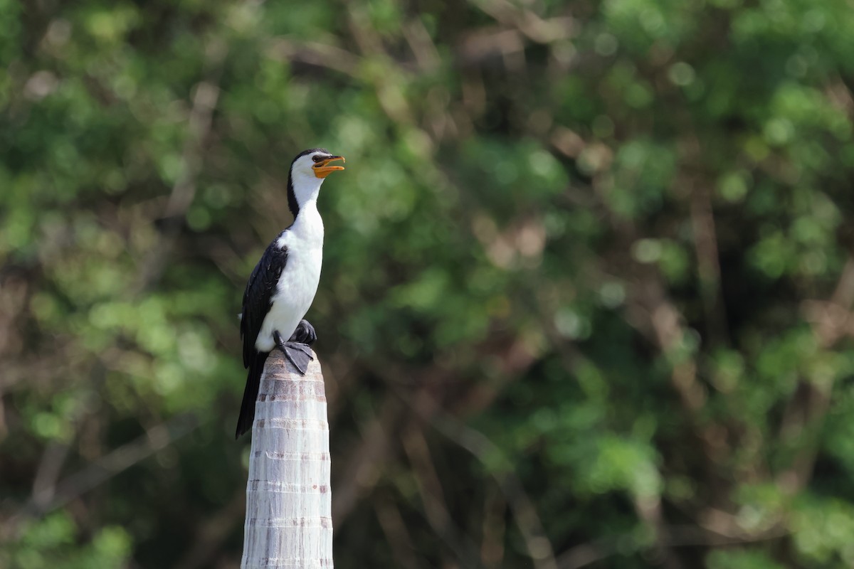 Little Pied Cormorant - ML621968620