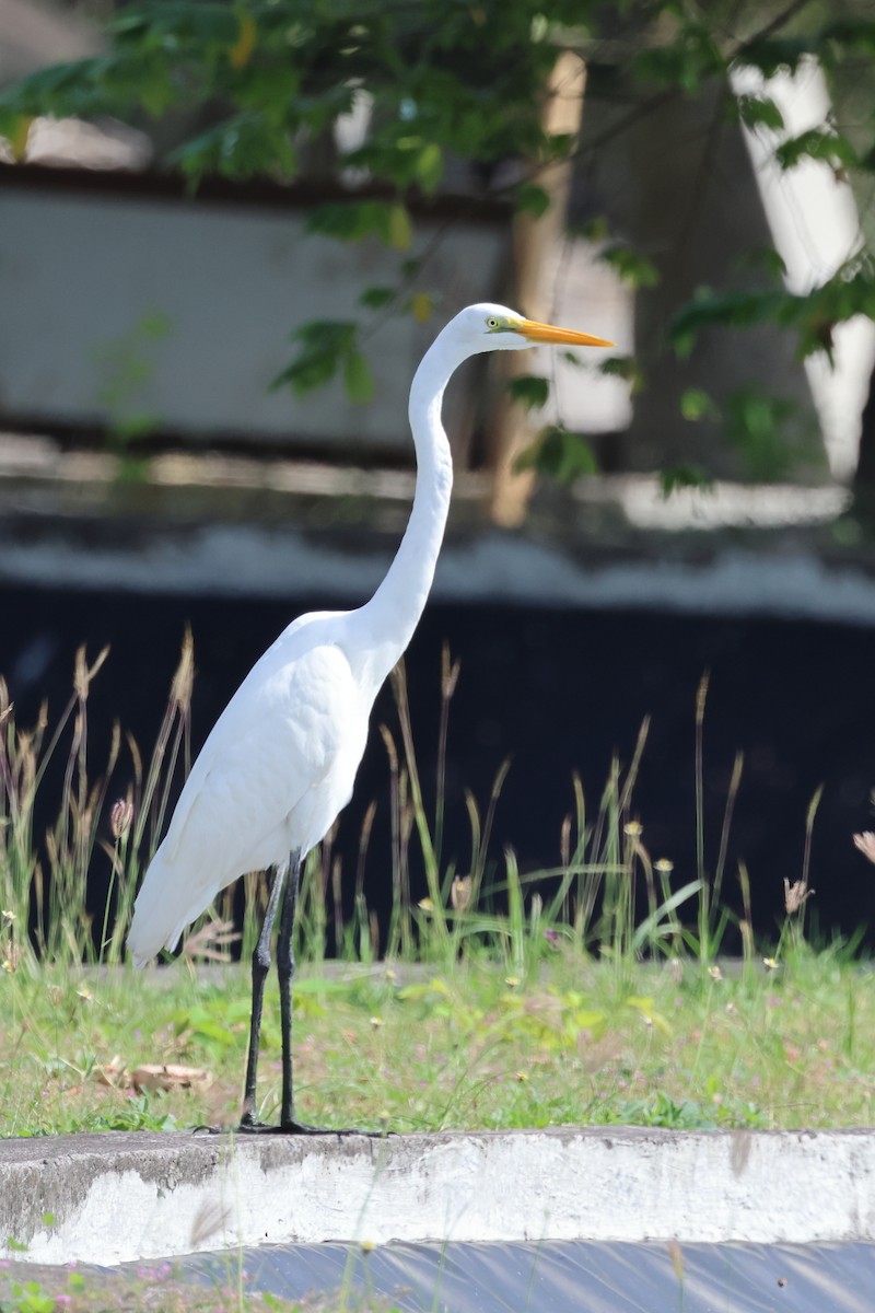 Great Egret - ML621968643