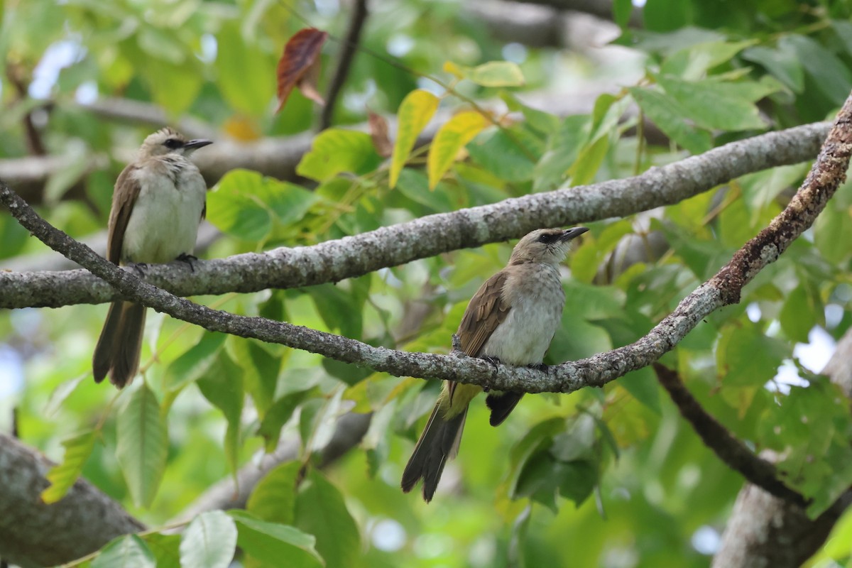 Yellow-vented Bulbul - ML621968645