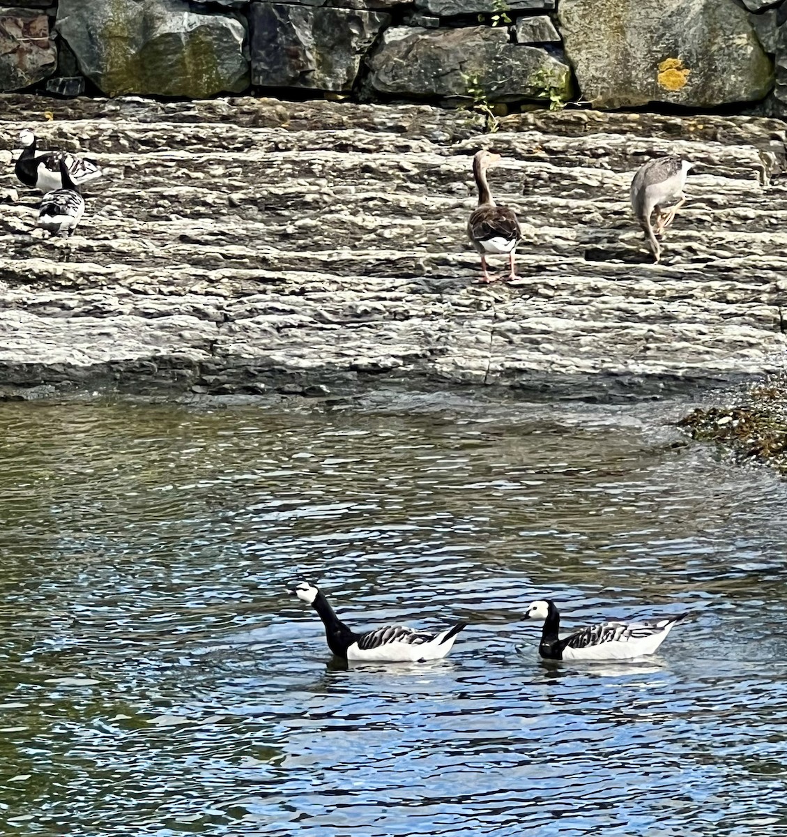 Barnacle Goose - ML621968678