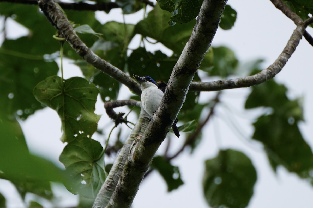 New Britain Kingfisher - ML621968681