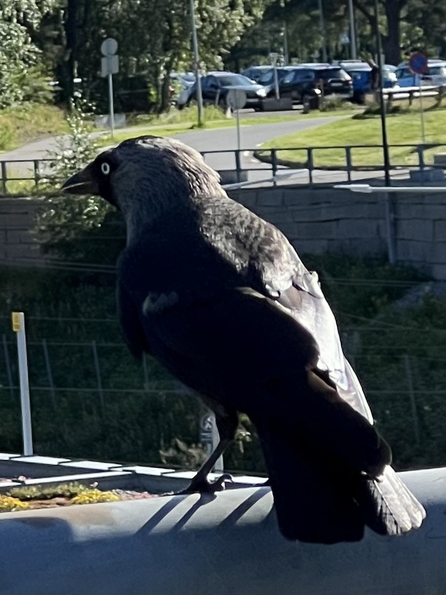 Eurasian Jackdaw - ML621968725